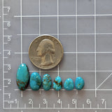 Small Ocean Blue Freeform Fox Turquoise, Set of 6 Dimensions