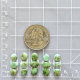 Small Lime Green Mixed Sonoran Gold Turquoise, Set of 15 Dimensions