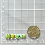 Small Lime Green Freeform Sonoran Gold Turquoise, Set of 6 Dimensions