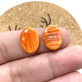 12x16mm Oval Spiny Oyster, Set of 1