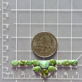 Small Lime Green Mixed Sonoran Gold Turquoise, Set of 12 Dimensions