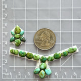Small Lime Green Mixed Sonoran Gold Turquoise, Set of 20 Dimensions