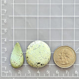 Large Light Yellow Mixed Treasure Mountain Turquoise, Set of 2 Dimensions