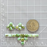Small Lime Green Freeform Sonoran Gold Turquoise, Set of 21 Dimensions