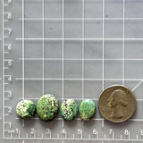 Small Sea Green Oval Treasure Mountain Turquoise, Set of 4 Dimensions