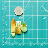 Large Sea Green Mixed Crescent Lake Variscite, Set of 3 Dimensions