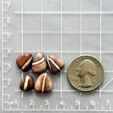 Small Red Teardrop White Buffalo Dolomite, Set of 5 Dimensions