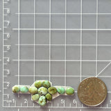 Small Lime Green Mixed Sonoran Gold Turquoise, Set of 12 Dimensions