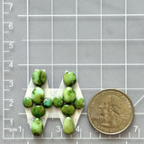 Small Lime Green Mixed Sonoran Gold Turquoise, Set of 12 Dimensions