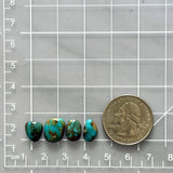 Small Ocean Blue Freeform Fox Turquoise, Set of 4 Dimensions