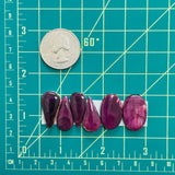 Medium Purple Mixed Spiny Oyster, Set of 6 Dimensions