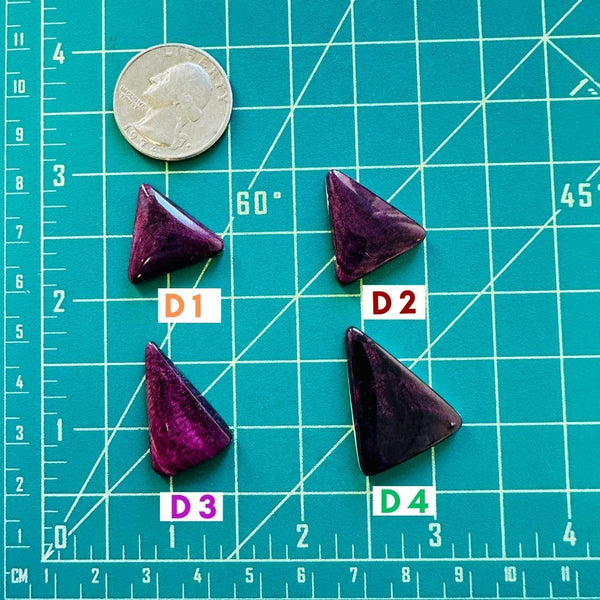 2. Medium Triangle Spiny Oyster - 031524