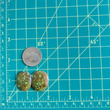 Medium Lime Green Oval Milky Way Turquoise, Set of 2 Dimensions