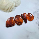 Large Royal Orange Mixed Spiny Oyster, Set of 4 Background