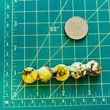 Medium Pale Brown Round Treasure Mountain Turquoise, Set of 5 Dimensions