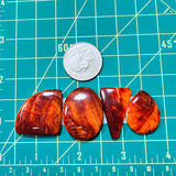 Large Royal Orange Mixed Spiny Oyster, Set of 4 Dimensions