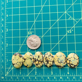 Large Royal Orange Oval Treasure Mountain Turquoise, Set of 6 Dimensions