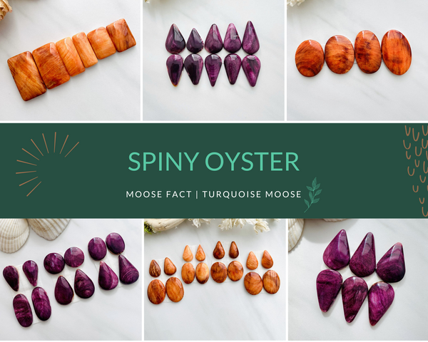 Moose Fact: Getting Started With Spiny Oysters