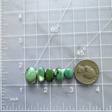 Small Deep Green Oval Crescent Lake Variscite, Set of 5 Dimensions