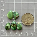 Small Sea Green Mixed Broken Arrow Variscite, Set of 5 Dimensions