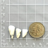 Small White Freeform White Buffalo Dolomite, Set of 3 Dimensions