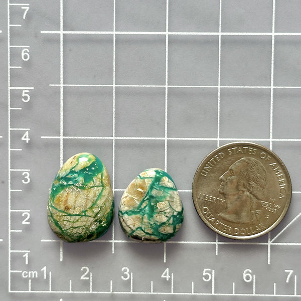Medium Mint Green Mixed Fox Turquoise, Set of 2 Dimensions