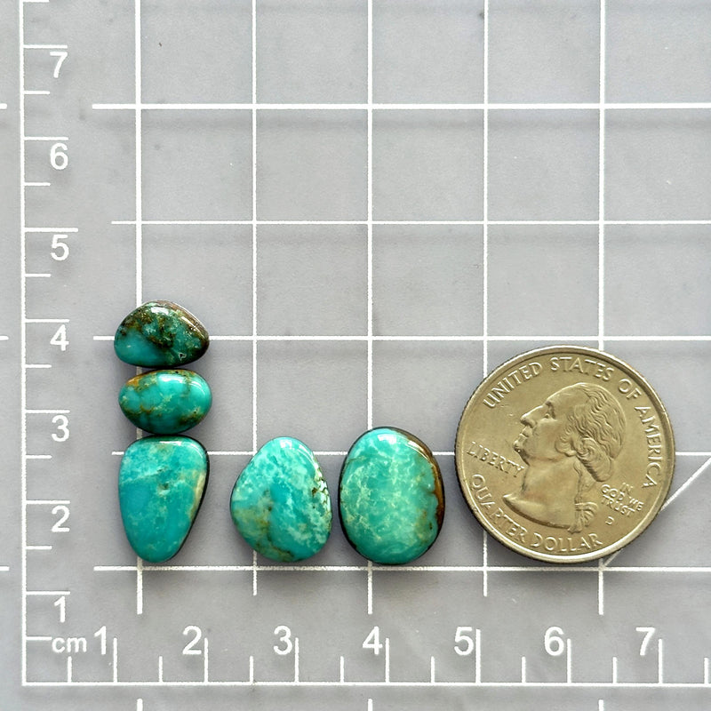 Small Sky Blue Freeform Kingman Turquoise, Set of 5 Dimensions