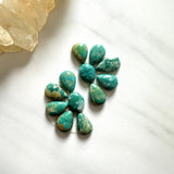 Small Deep Green Mixed Fox Turquoise, Set of 12 Background