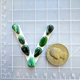 Small Deep Green Teardrop Crescent Lake Variscite, Set of 7 Dimensions