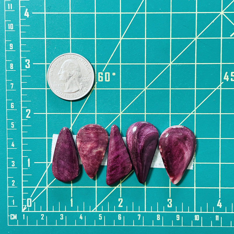 Large Purple Mixed Spiny Oyster, Set of 5 Dimensions