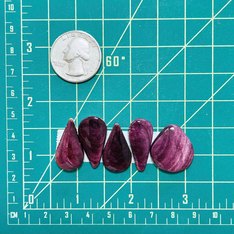 Medium Purple Mixed Spiny Oyster, Set of 5 Dimensions