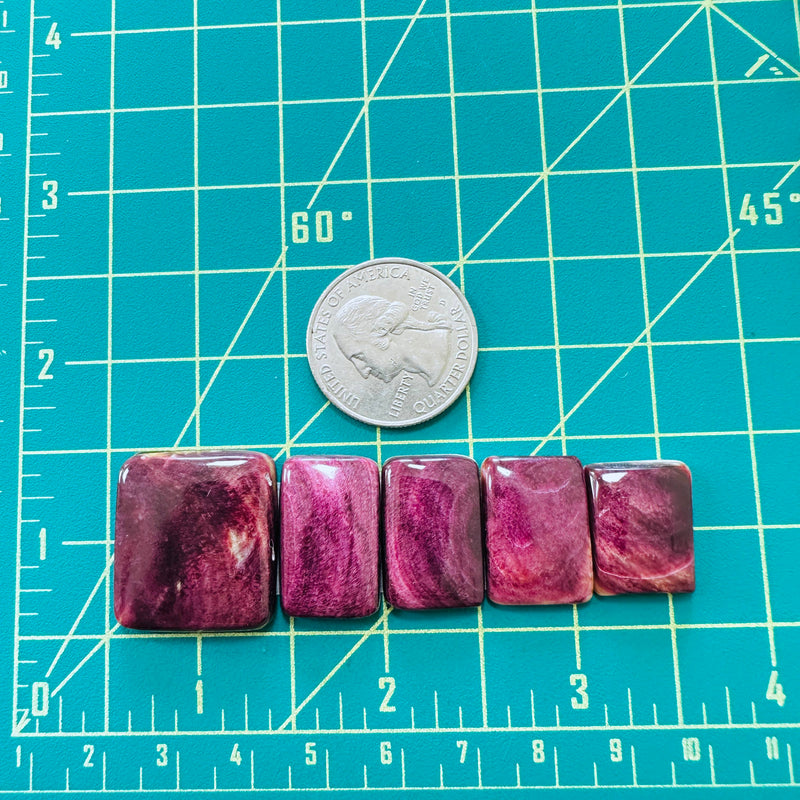 Medium Purple Bar Spiny Oyster, Set of 5 Dimensions