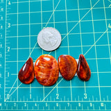 Large Royal Orange Mixed Spiny Oyster, Set of 4 Dimensions