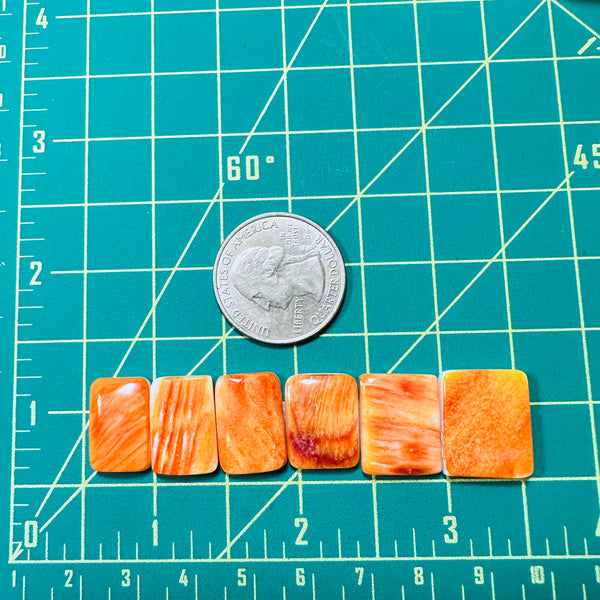 Medium Royal Orange Barrel Spiny Oyster, Set of 6 Dimensions