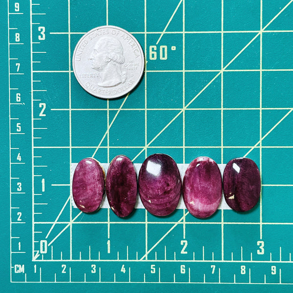 Small Purple Oval Spiny Oyster, Set of 5 Dimensions