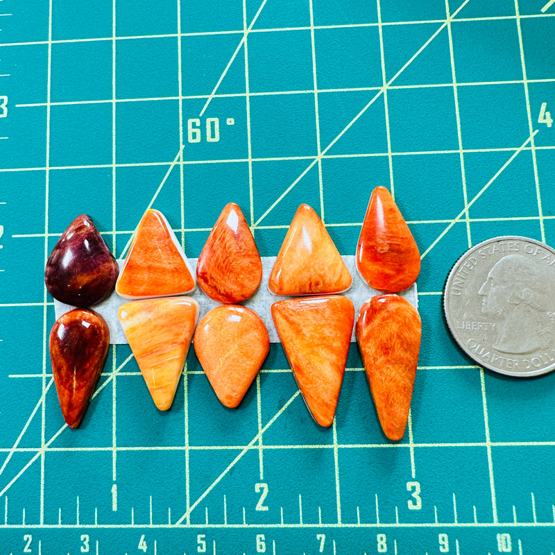 Medium Royal Orange Mixed Spiny Oyster, Set of 10 Dimensions
