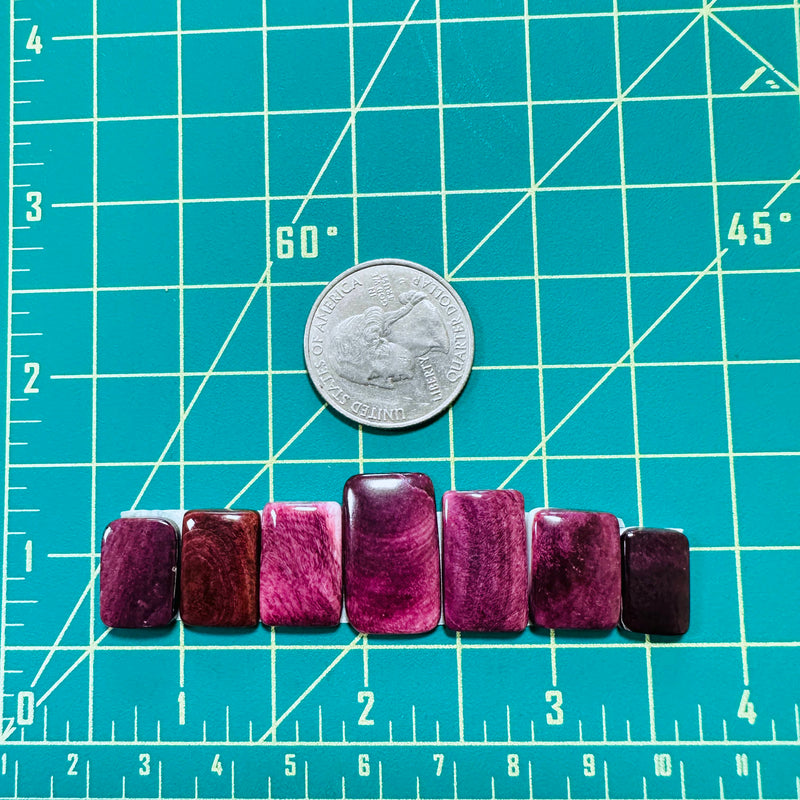 Medium Purple Bar Spiny Oyster, Set of 7 Dimensions