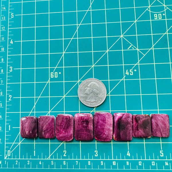 Medium Purple Bar Spiny Oyster, Set of 8 Dimensions
